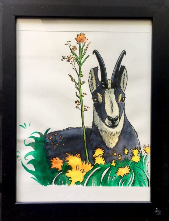 chamois